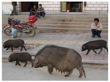 cochons