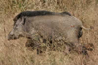 Sanglier