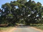 Arbre