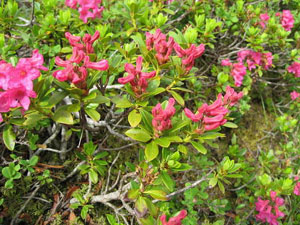 Rhododendron