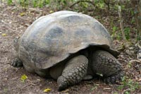 Tortue terrestre apeurée - Santa Cruz