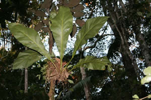 Lodge Corto Maltes Amazonia - Plante épiphyte
