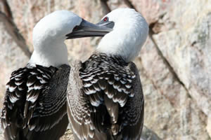 Iles Ballestas