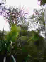 Arbre