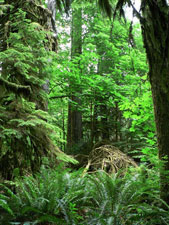 Cathedral grove