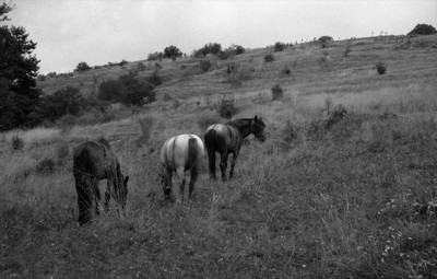 Chevaux