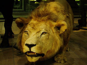 Lion