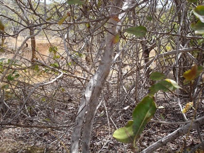 trouvez le caméléon !