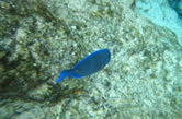 Chankanaab- ile de Cozumel - Poisson
