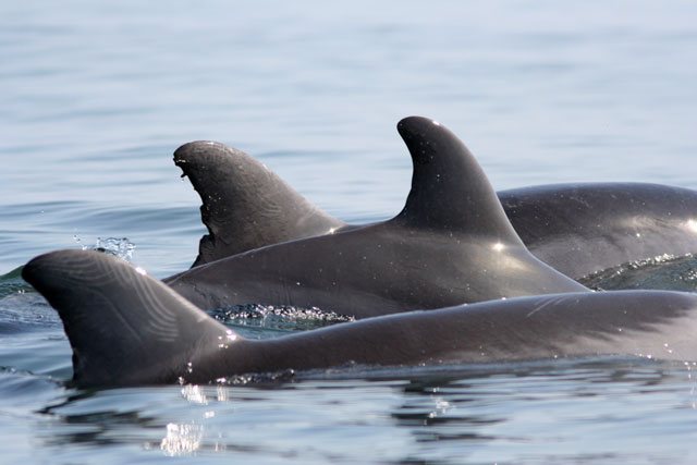 Dauphins