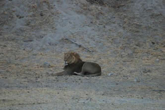 Lion au parc Makgadikgadi