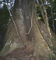 Lodge Corto Maltes Amazonia - Arbre à contreforts