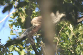 Calakmul - Singe araignée