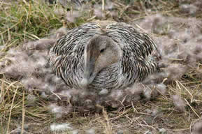 Eiders à duvet