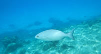Chankanaab- ile de Cozumel - Poisson