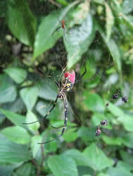 araignées