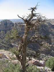 un arbre pas complètement sec