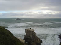 Gannets