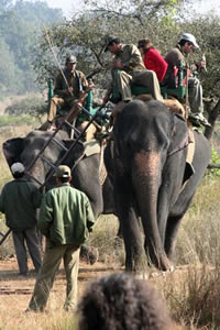 Eléphants prêts pour le Tiger Show