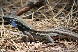 Lézard des Canaries