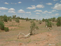 Arbre désert Gobi