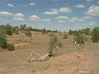 Arbre désert Gobi