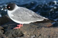 Mouette à queue fourchue