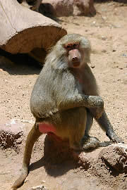 singe