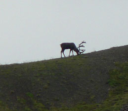 Denali Park