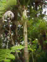 arbre endémique