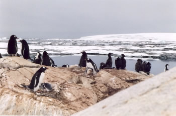 Manchots sur la banquise de l'Antarctique