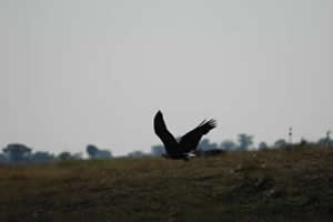 Un oiseau