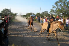 Tabasco - Course de chevaux