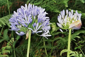 Des agapanthes
