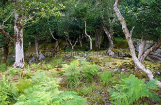 Parc Killarney