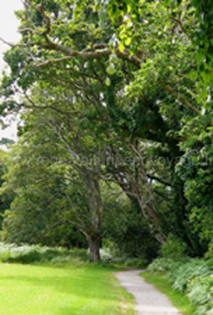 Parc Killarney