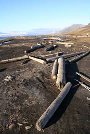 bois flotté
