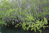 La mangrove à Elisabeth Bay - Isabela