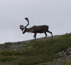 Caribou