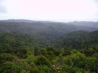 Bush
