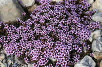 saxifrage à feuilles opposées