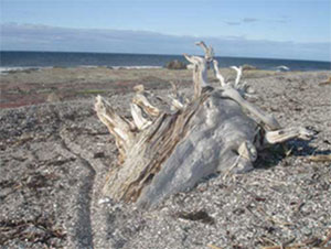 souche d'arbre sur les bords du St Laurent