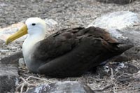 Albatros des Galapagos sur son nid - Espanola