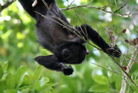 Calakmul - Singe hurleur