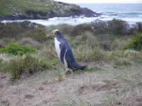 Pingouin