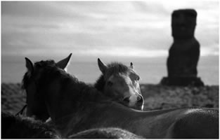 Chevaux sur l'Ile de Pâques