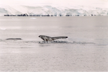 Baleine