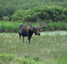 Denali Park