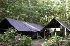 carbet de bois tombé