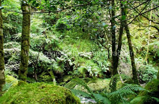 Parc Killarney